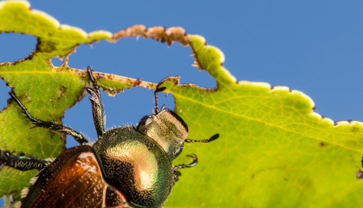 Beetle eating a leaf