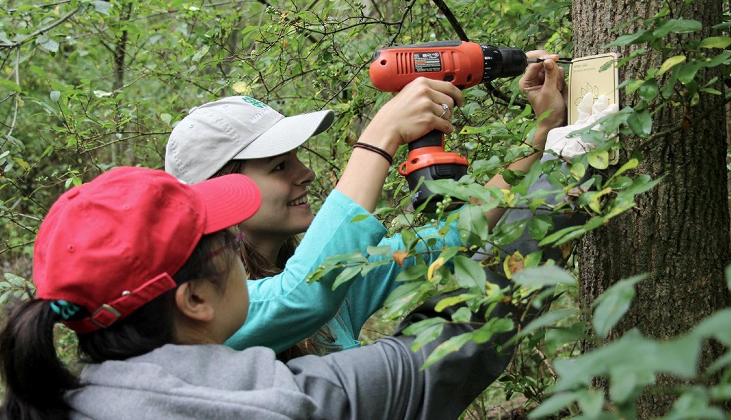 Students drilling signs onto trees