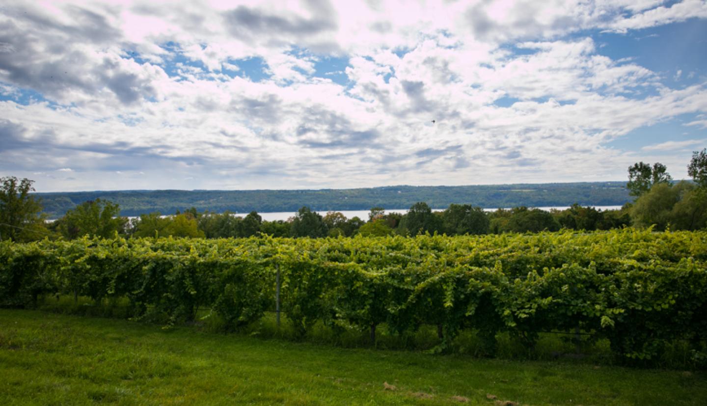 Research vineyard looking over Cayuga Lake