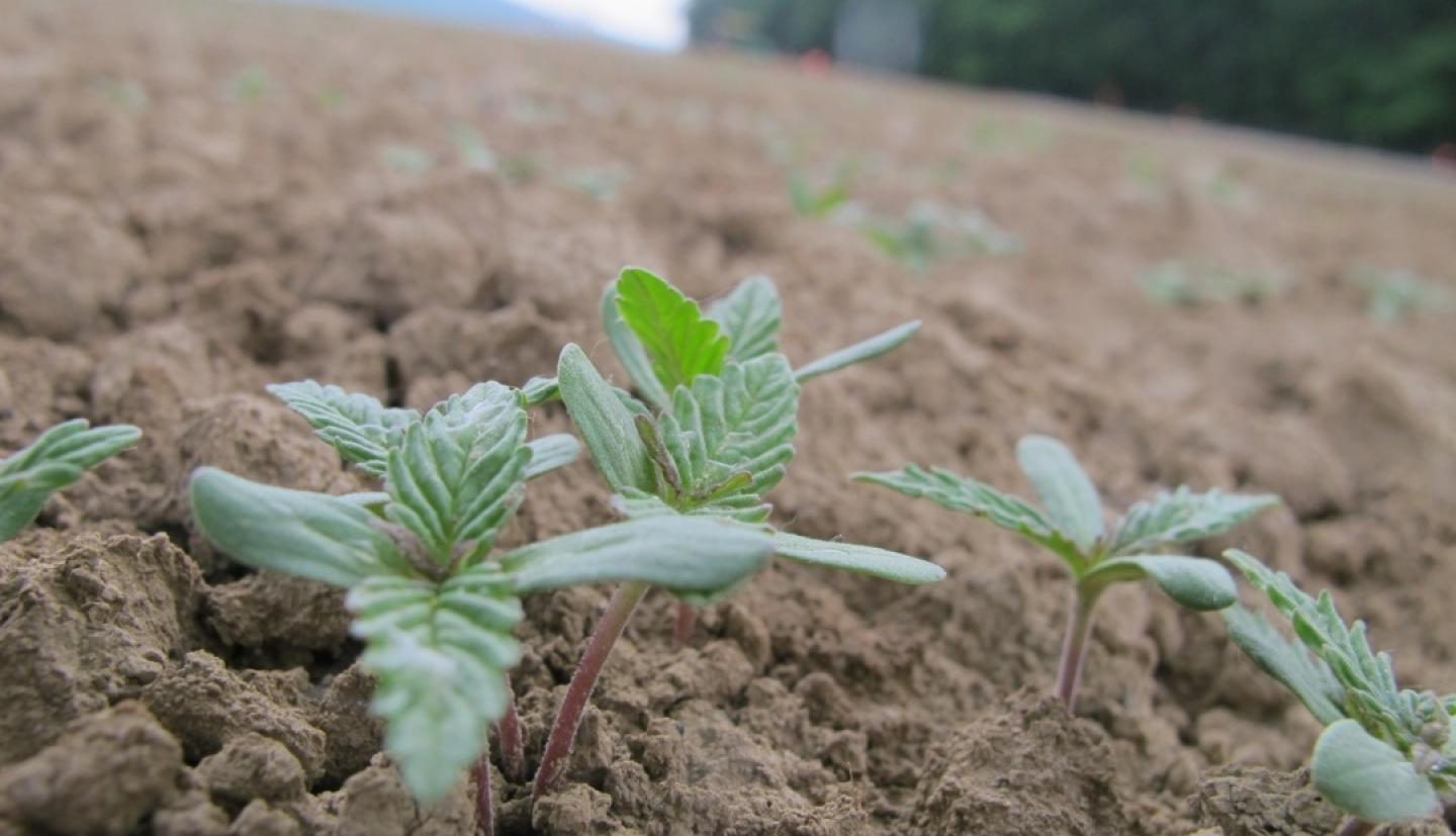 hemp growing