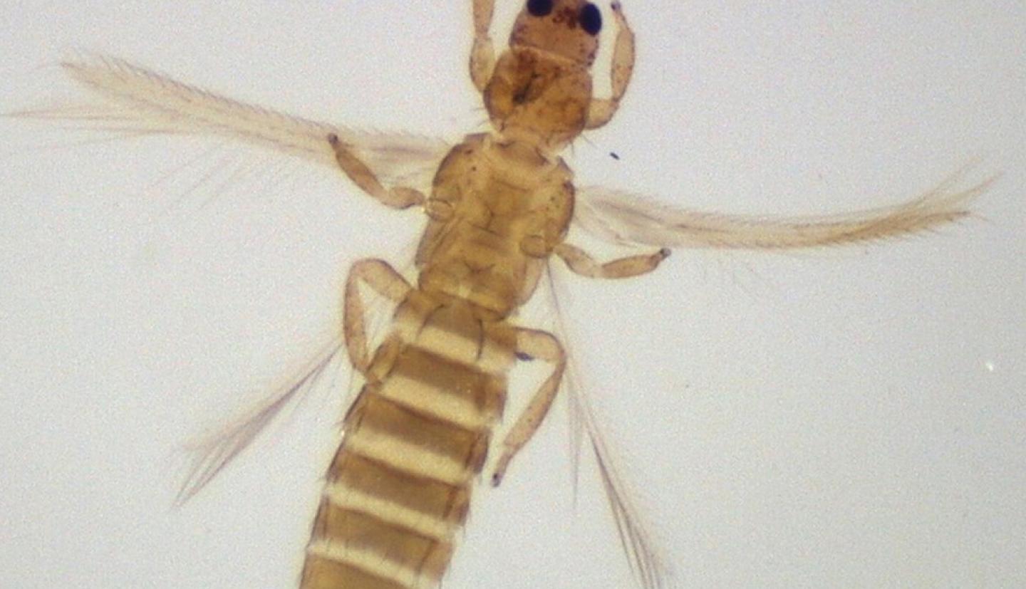 A yellowy transparent insect on a white background 