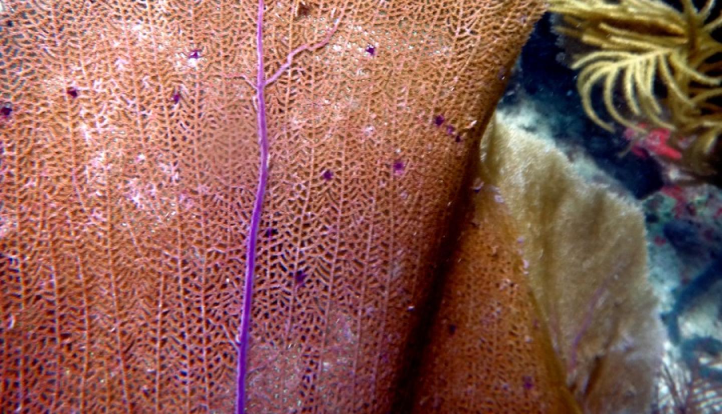 A pink sea fan under water that is diseased with purple dots  