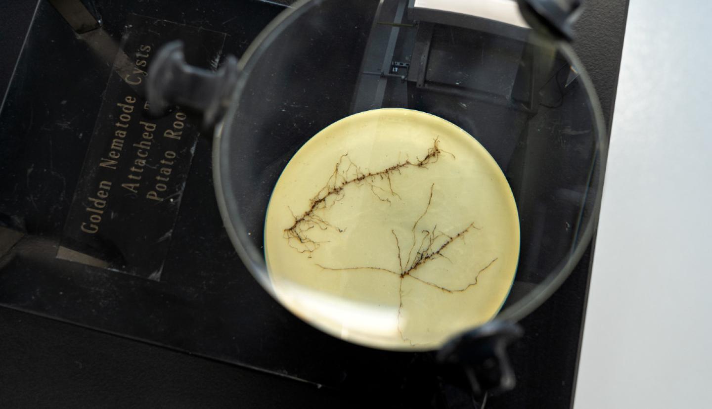 Potato roots under a microscope 