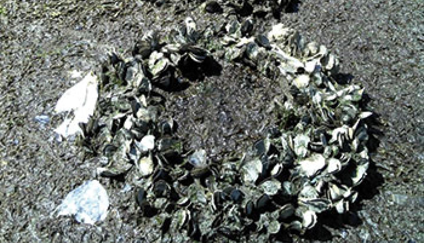 Oysters growing on tires (in the shape of circles) on a beach