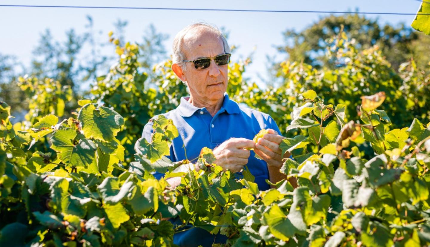 A man standing outside looking closely at grape leaves