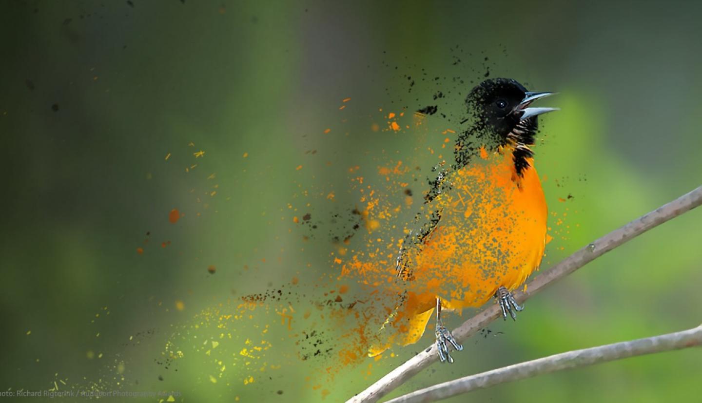 An orange and black bird disappearing 