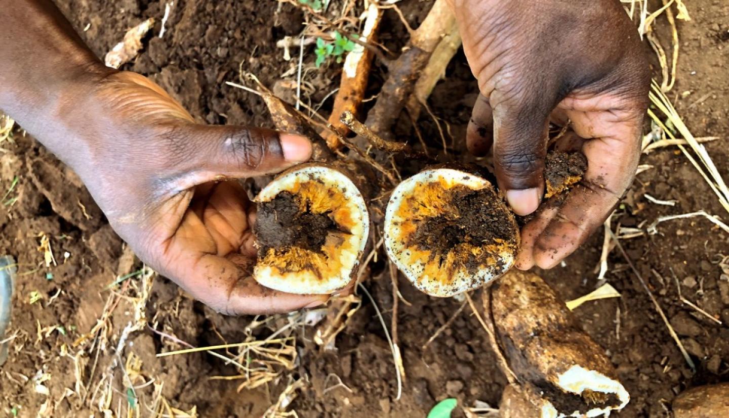 Two hands holding a white vegetable with brown streaks inside of it