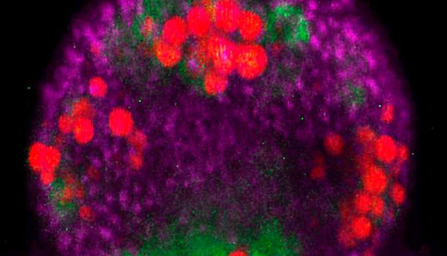 A microsopic image of a flower showing the patterns of hormone signaling using red, green, blue and purple dots