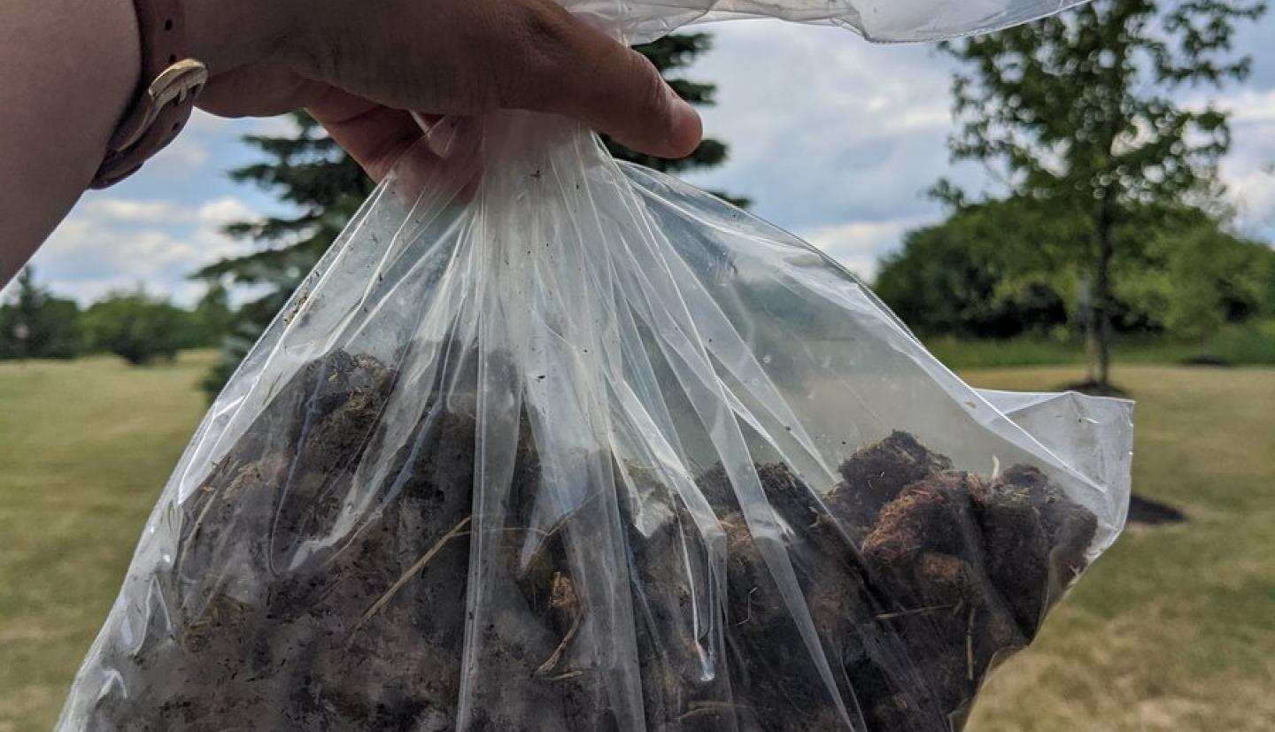 A researcher holds a bag of goose feces she uses to assess the dietary habits of spotted winged drosophila. Photo provided.