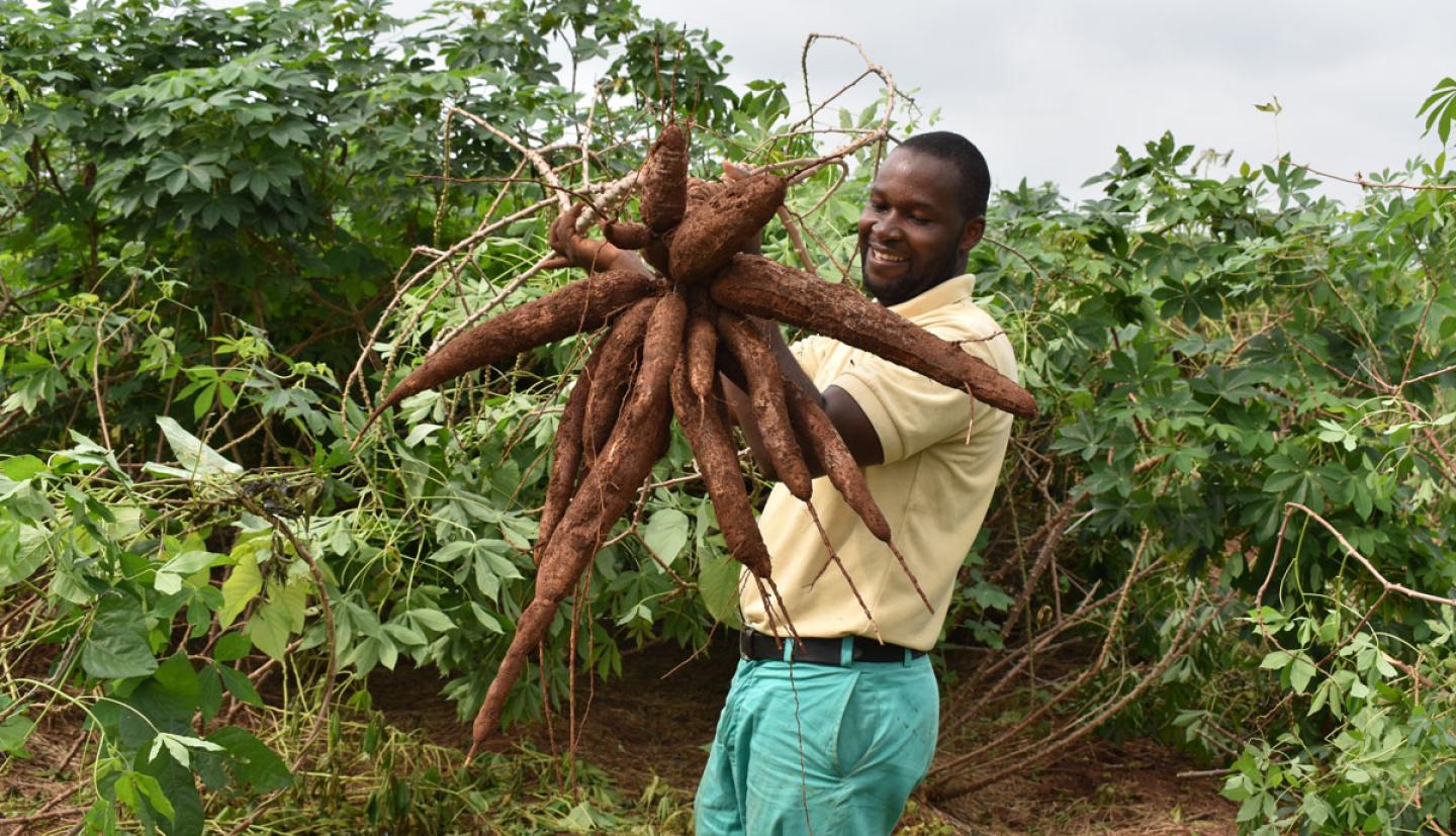 Man harvests cassava from field
