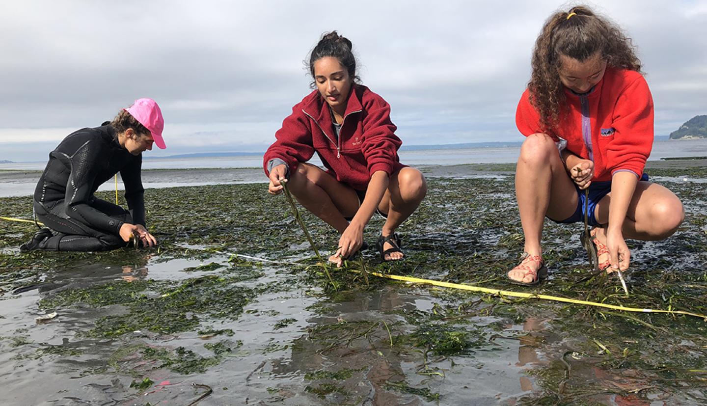 Three women working in low tide of an ocean