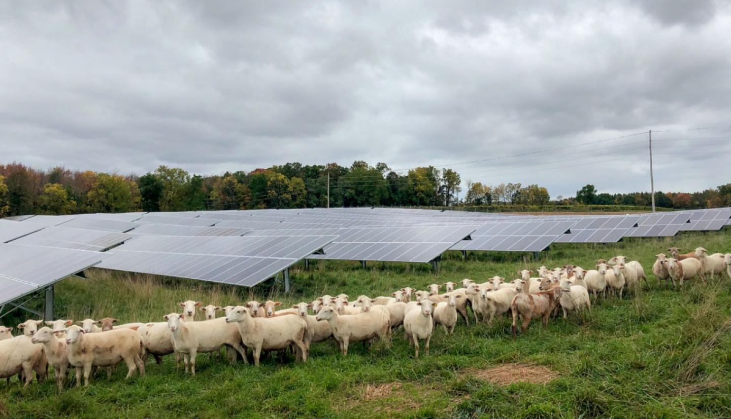 Sheep standing in front of solar panels 