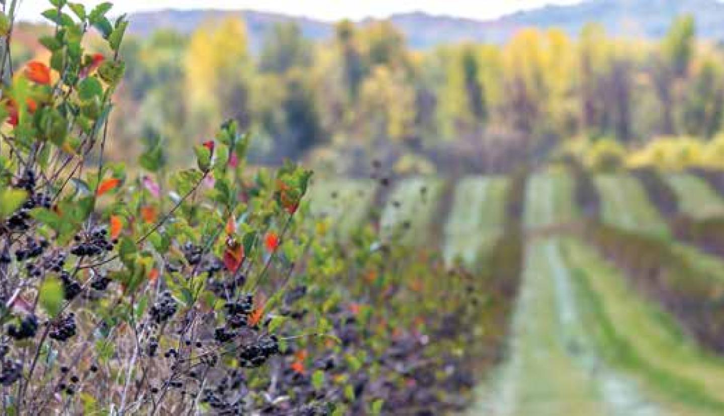 Berries in a field in atumn