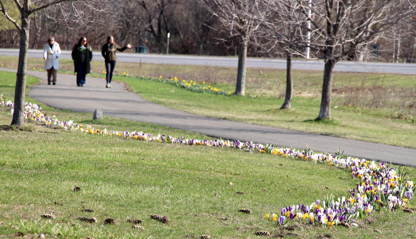 A sweep of early-season flower bulbs sprout from the lawn adjacent to a park walkway