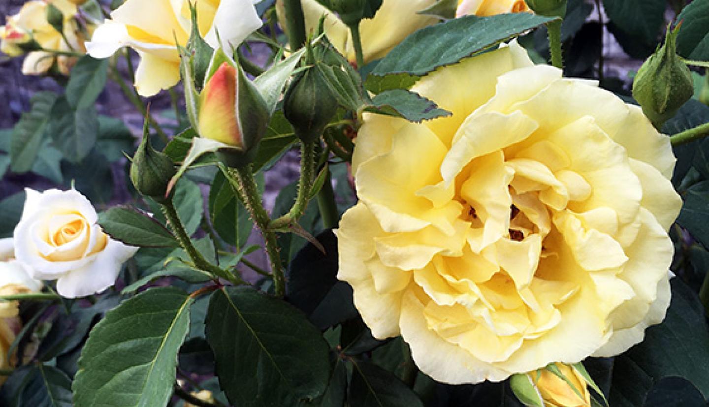yellow roses