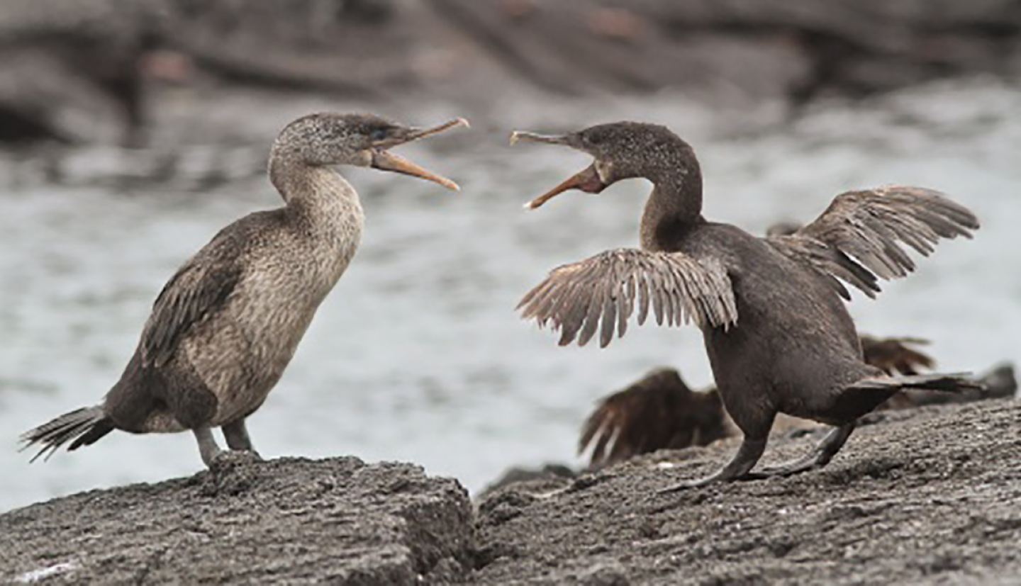 two birds one rocks with open beaks, one with wings spread