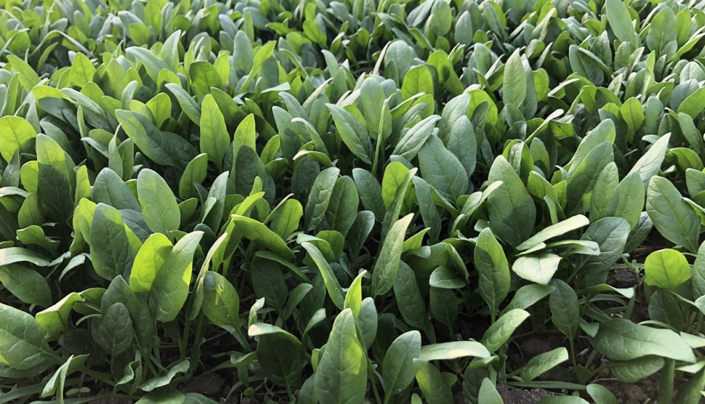 Spinach leaves in a greenhouse