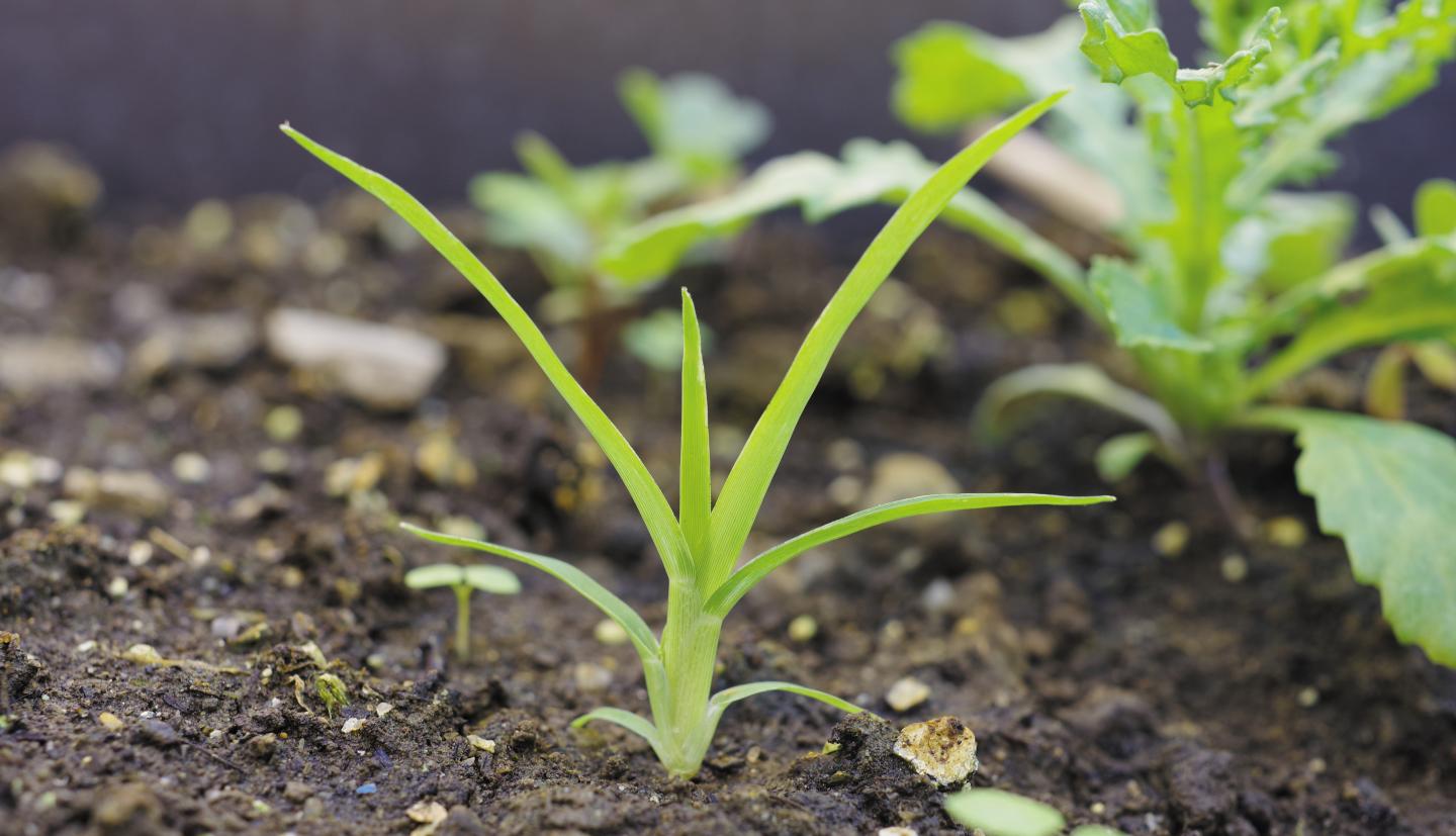 annual bluegrass seedling
