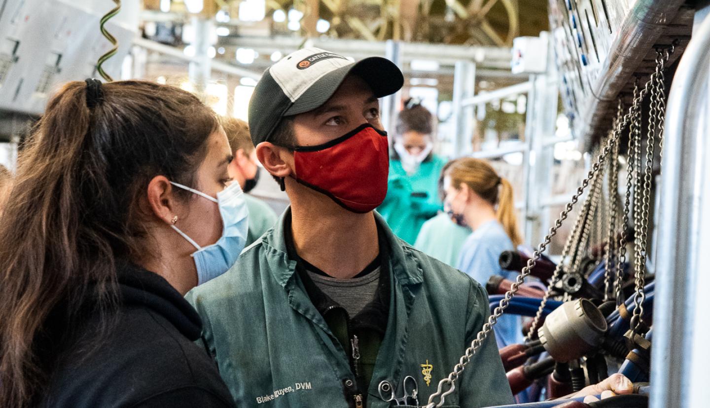 Blake assists a student milking a cow
