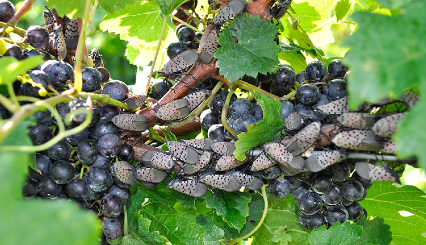 adult spotted lanternflies feeding on grapes