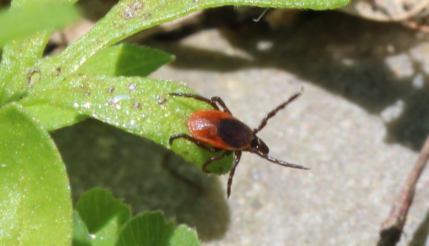 red and black tick on a leaf