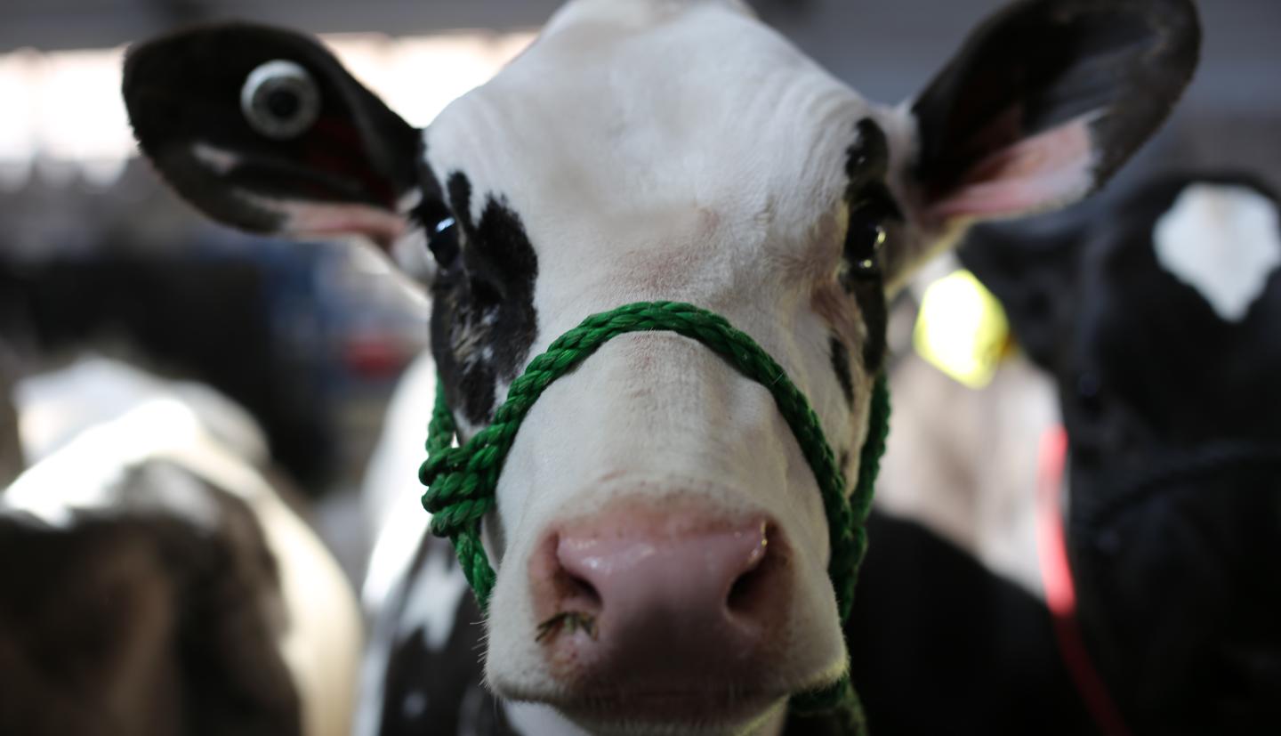 A closeup of a holstein calf at the CUDS Spring Classic