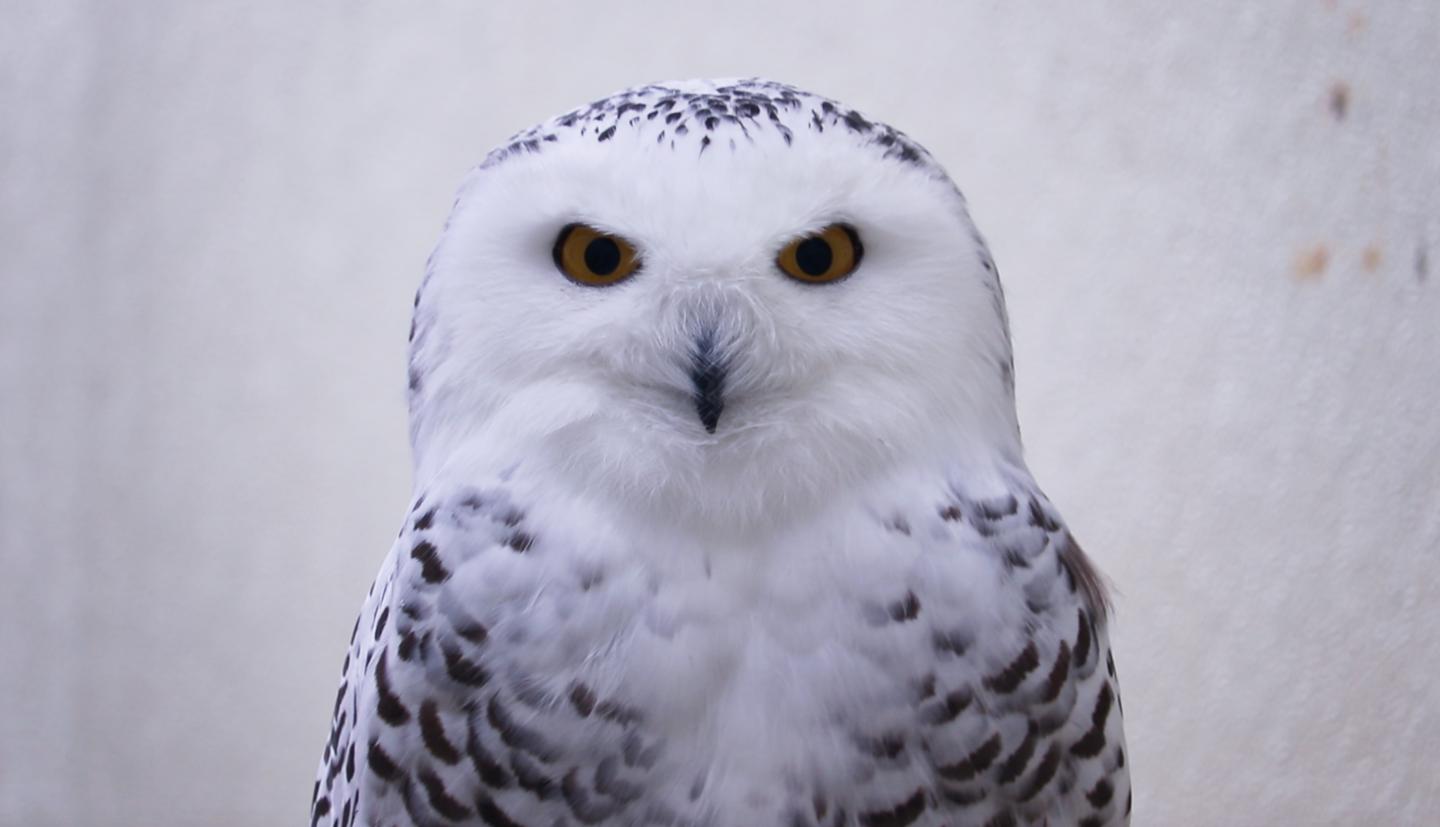snowy owl