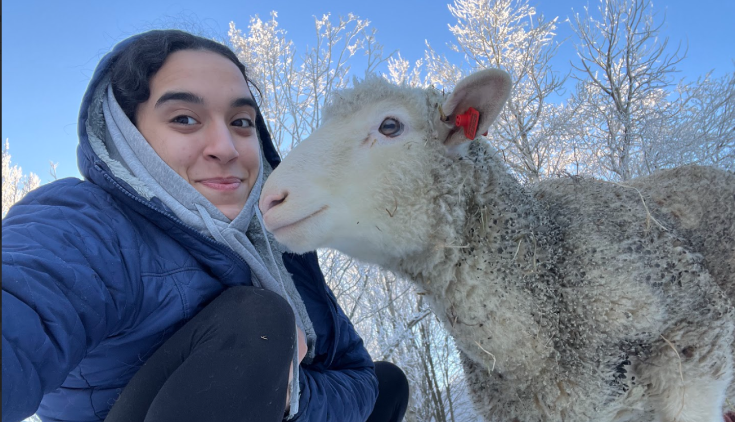 Girl and a sheep