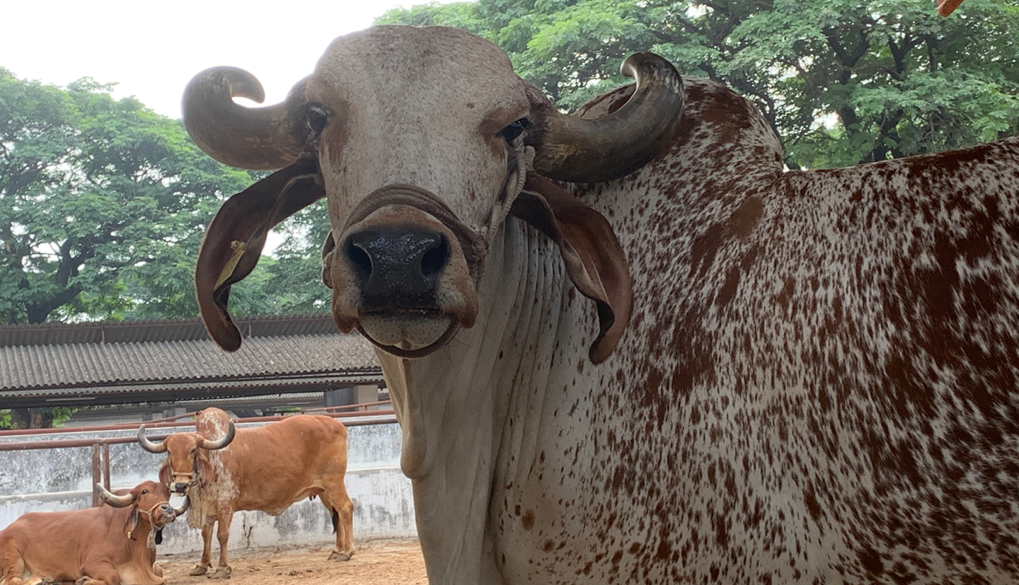 a horned cow stands in front of two other cows