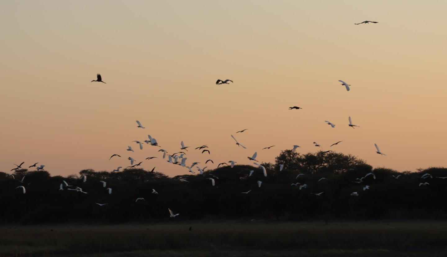 Flock of birds at sunset