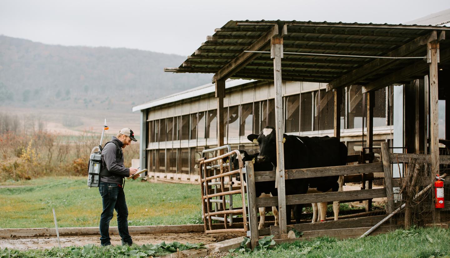 Man monitors cow emissions outside