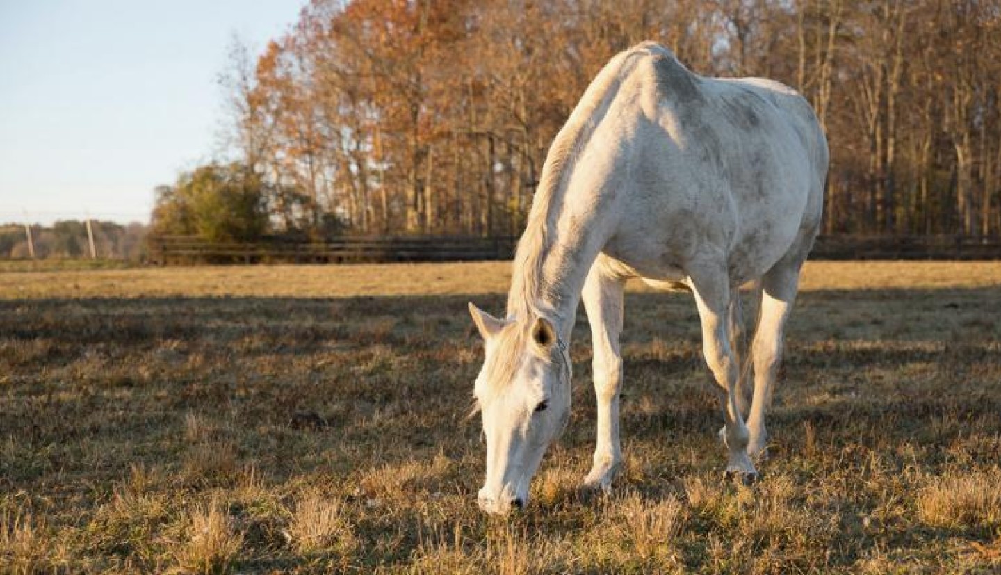 White horse in a field