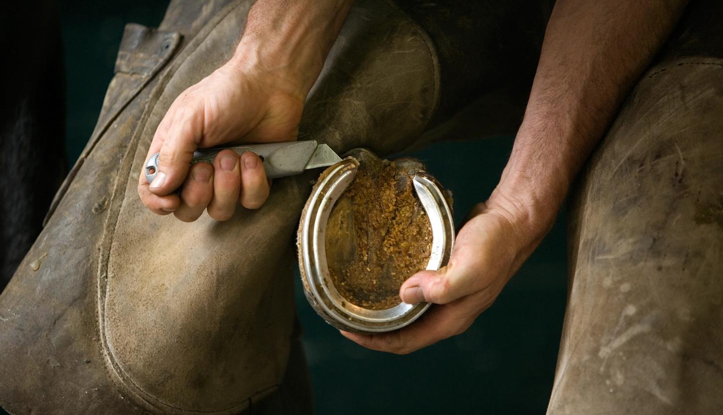 the hands of a farrier hold a horse's hoof and farrier tool