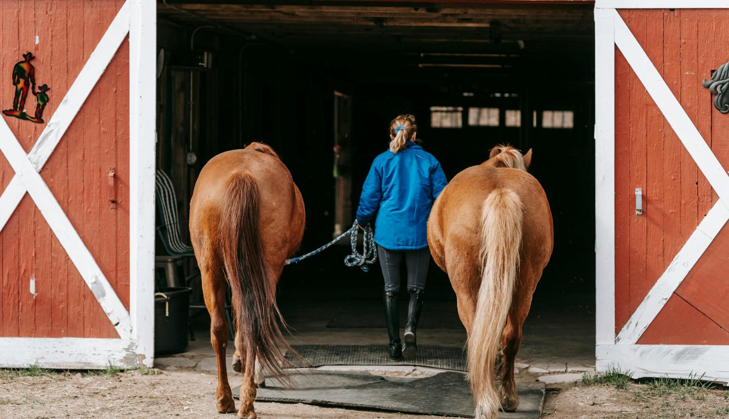 a woman leads two horses into the barn