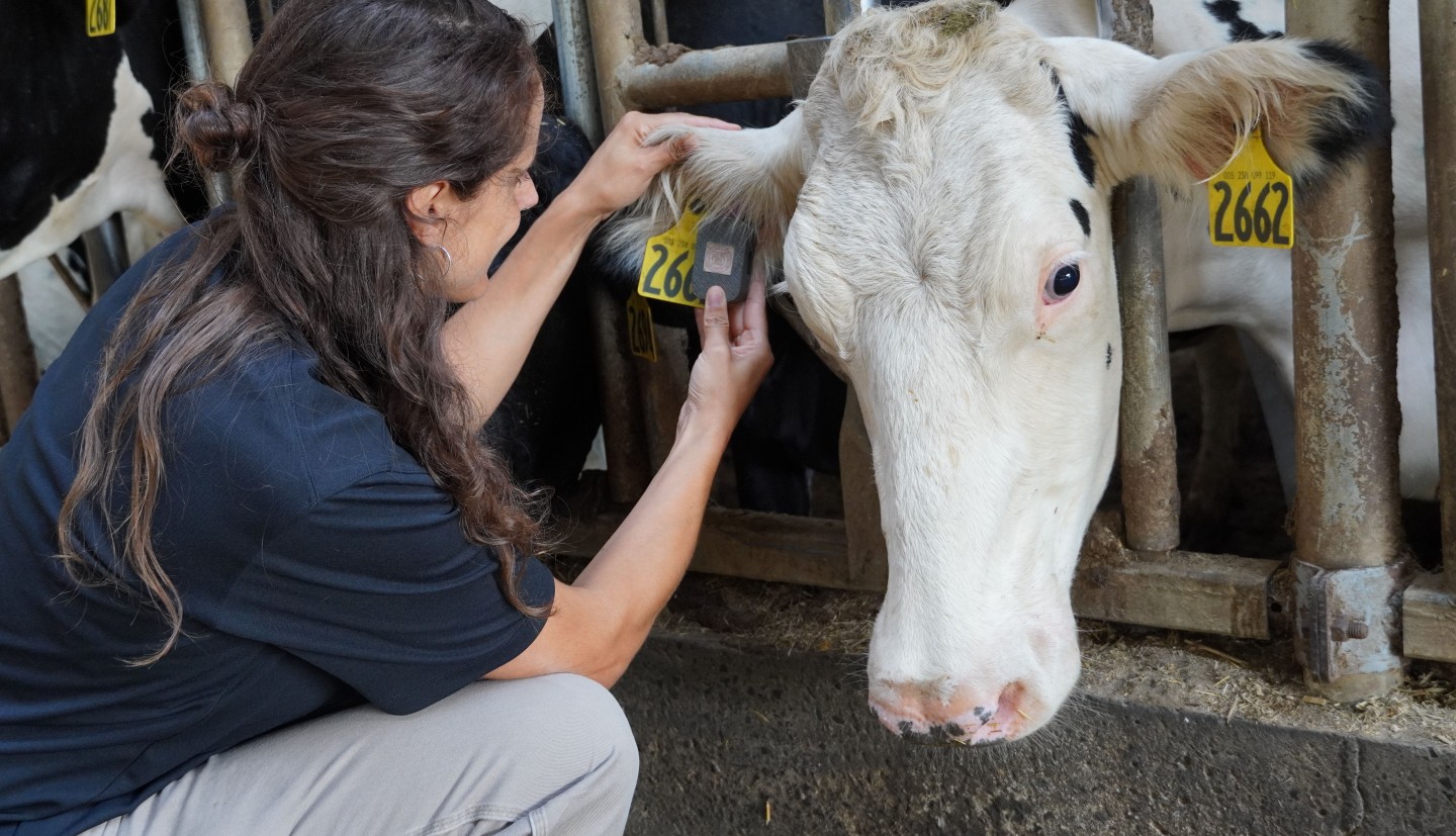 a woman looks at a tag in a cow's ear