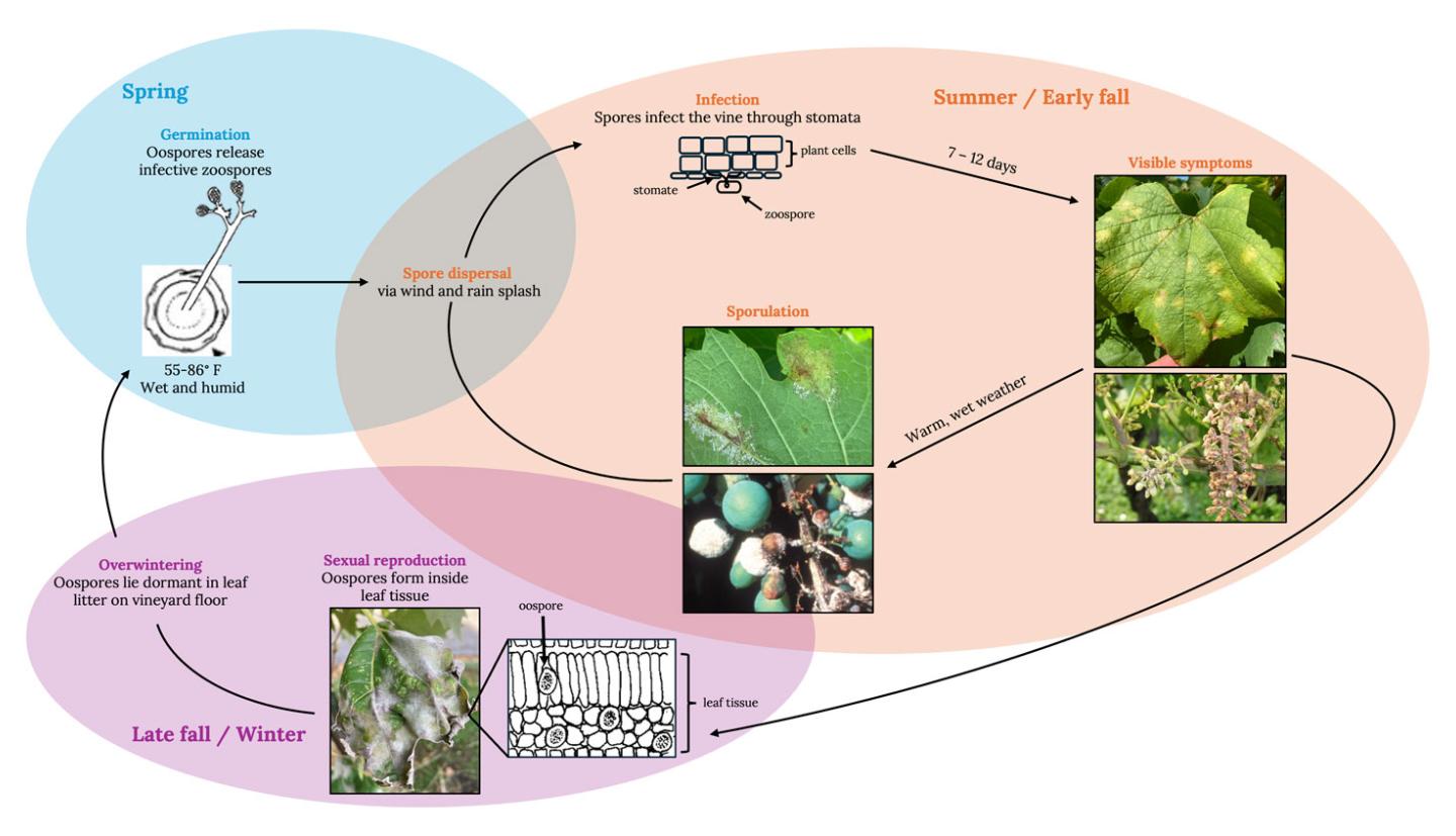 The disease cycle begins with release of zoospores in spring or summer under warm, wet conditions. Spores infect by entering through the stomata.. Next, symptoms appear on infected tissues. Symptoms include yellow lesions on leaf surfaces, brown inflorescences, and brown berries. Spores emerge through stomata on leaf undersides and other tissues. Oospores form when sexual reproduction occurs inside leaves. Oospores overwinter in leaf litter and release zoospores in the spring and summer.