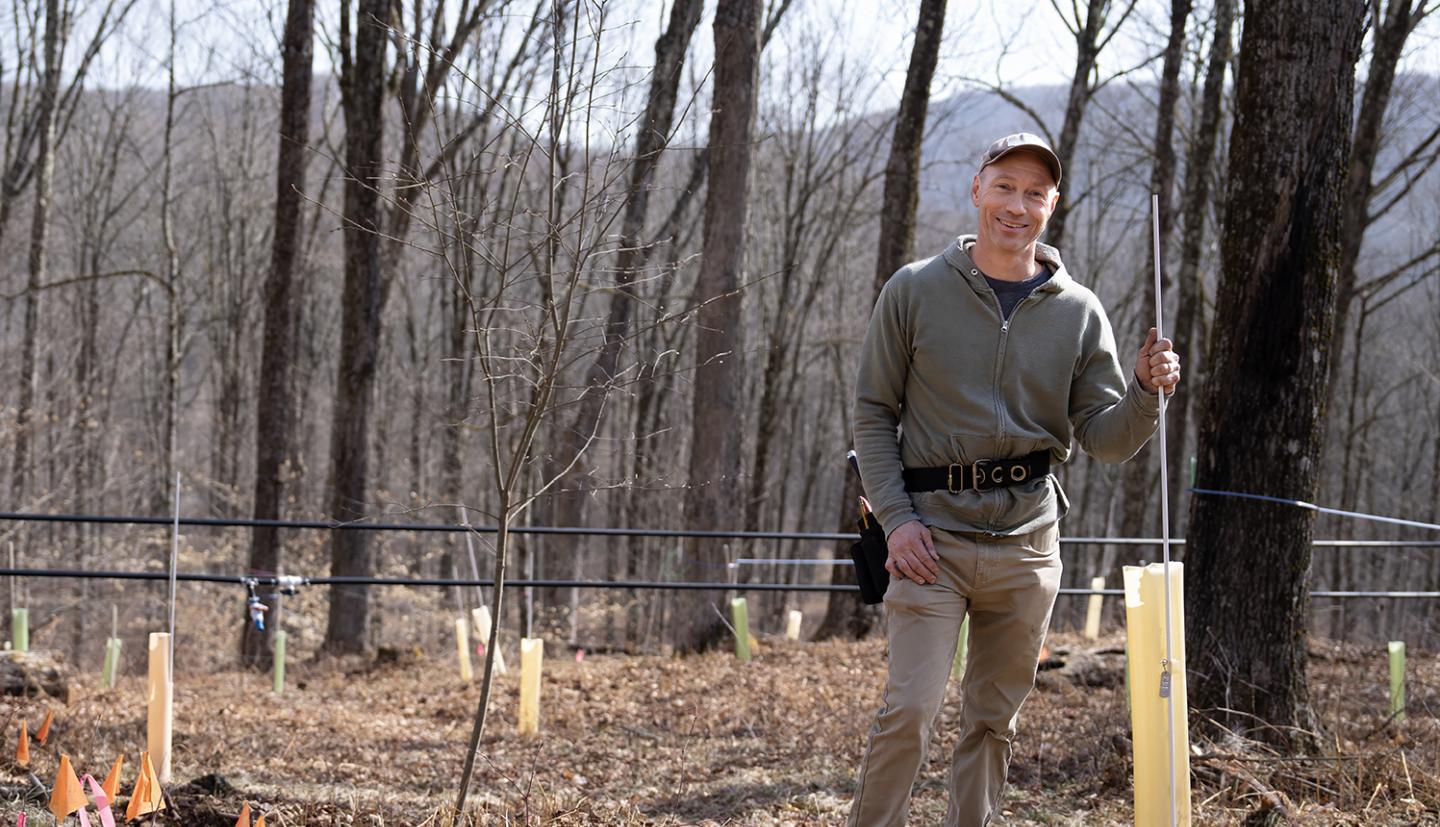 A person in a forest with marked and protected seedlings