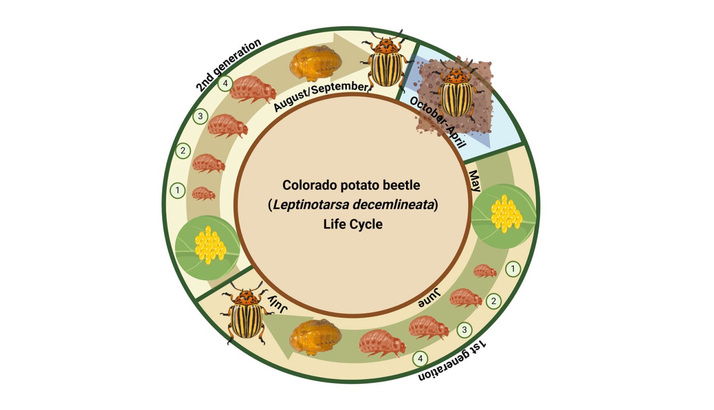 Circular diagram illustrating the life cycle of the Colorado potato beetle. The stages are visually represented with illustrations of eggs, larval stages, pupae, and adult beetles along a seasonal timeline.