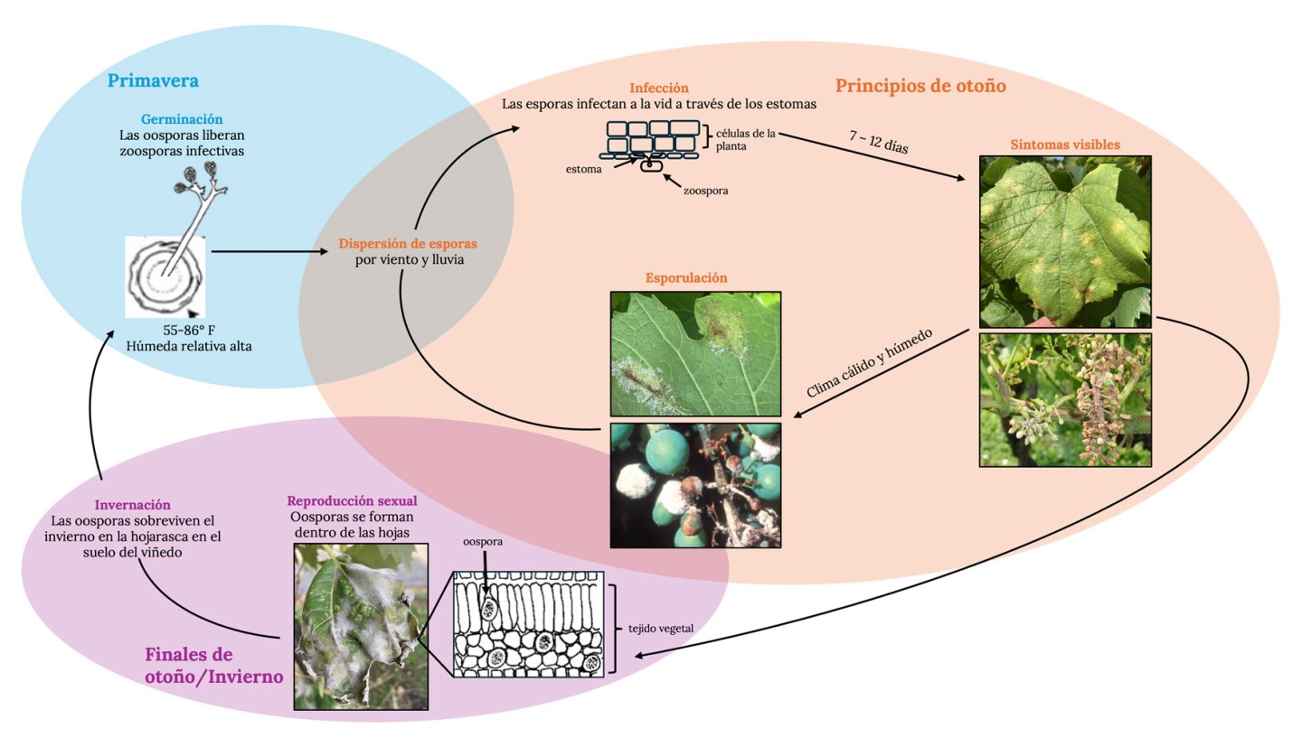 El ciclo de la enfermedad comienza con la liberación de zoosporas en primavera o verano, bajo condiciones cálidas y húmedas. Las esporas infectan al ingresar por los estomas. Luego, los síntomas aparecen en los tejidos infectados. Estos incluyen lesiones amarillas en la superficie de las hojas, inflorescencias marrones y bayas de color marrón. Las esporas emergen a través de los estomas en el envés de las hojas y otros tejidos. Las oosporas se forman cuando ocurre la reproducción sexual dentro de las hojas.