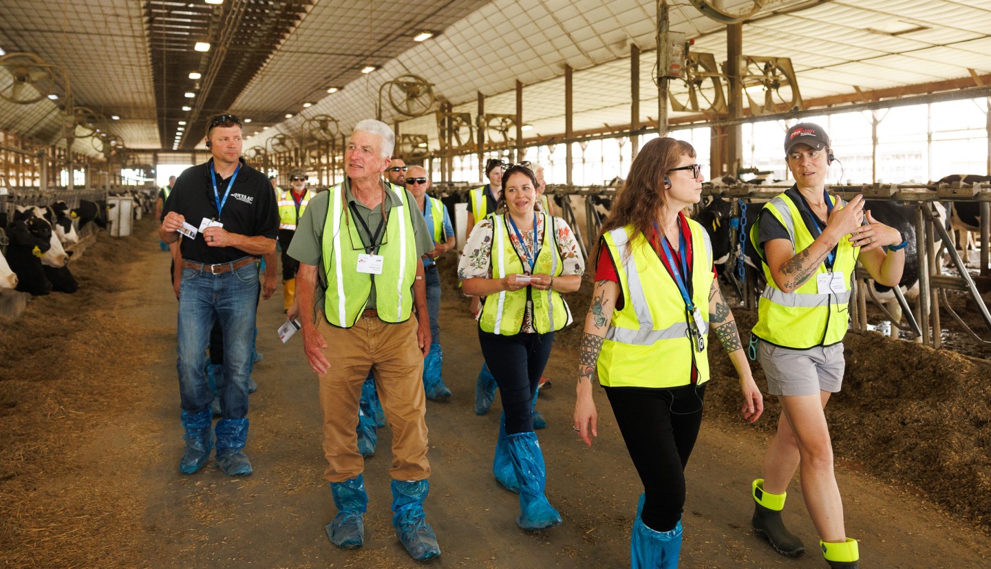 a group of people walk through a cow barn
