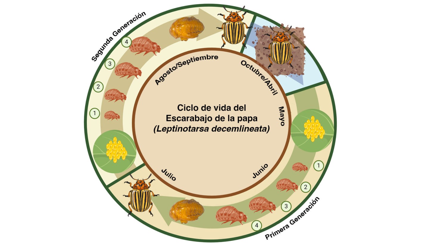 Diagrama circular que ilustra el ciclo de vida del escarabajo de la papa. Las etapas se representan visualmente con ilustraciones de los huevos, estadios larvales, pupas y escarabajos adultos a lo largo de una línea de tiempo estacional.