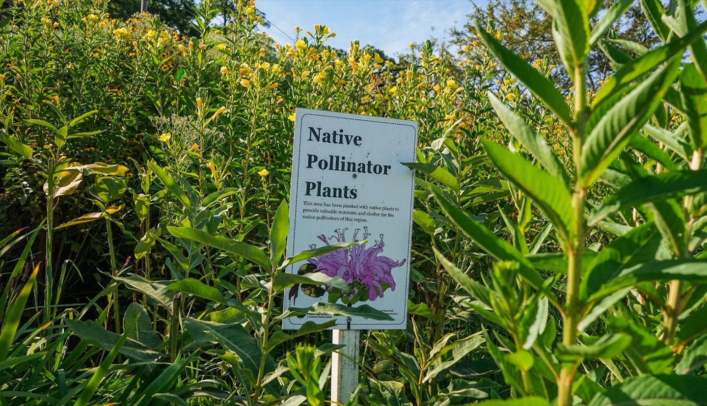 pollinator garden and sign