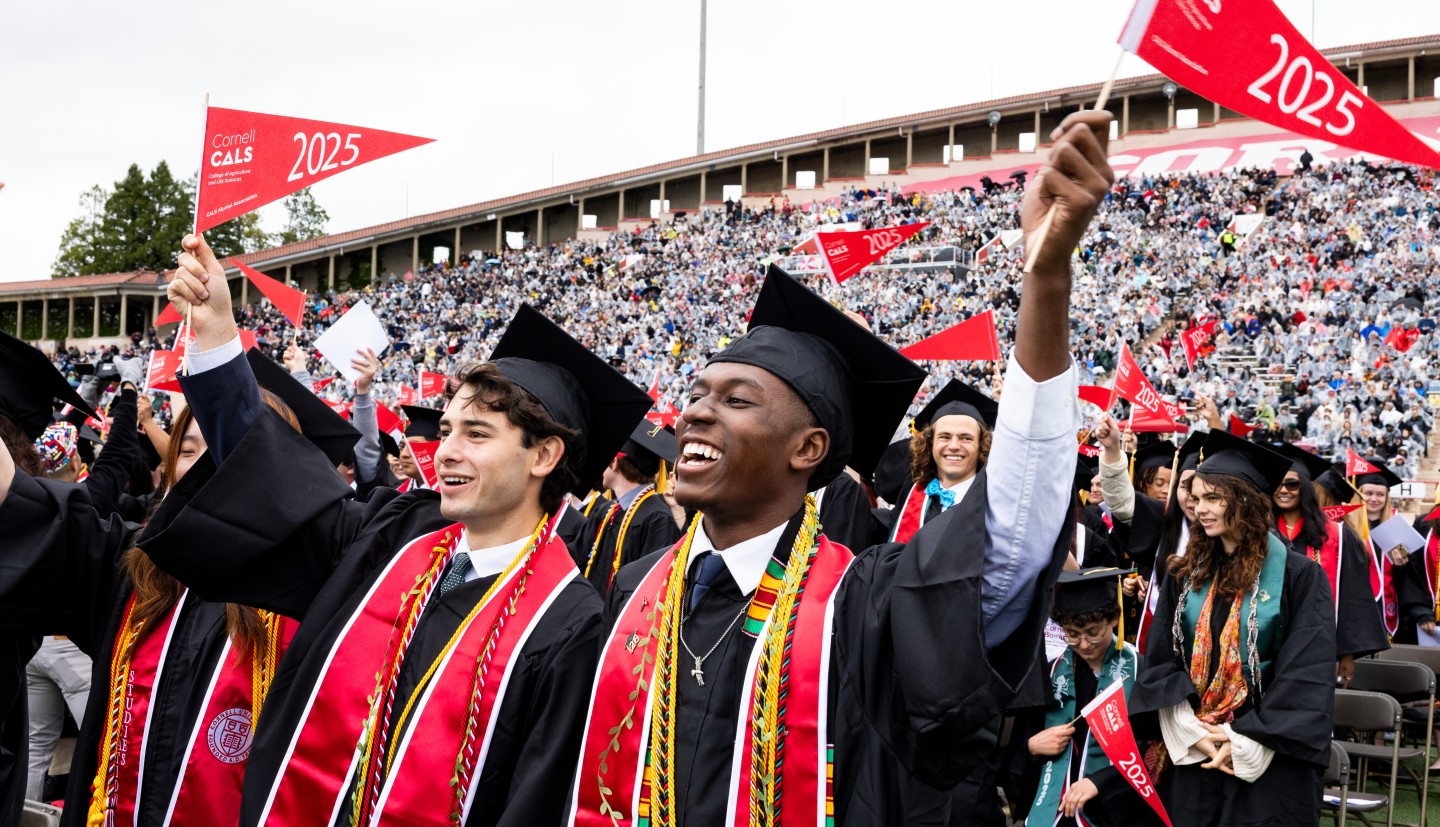 A group of students wearing graduation caps and gowns wave red CALS flags in Schoellkopf Field.