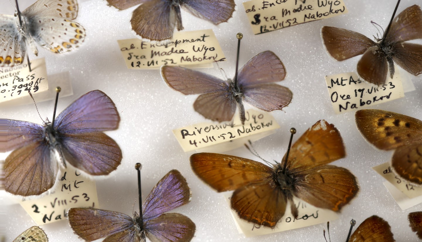 Nabokov butterflies