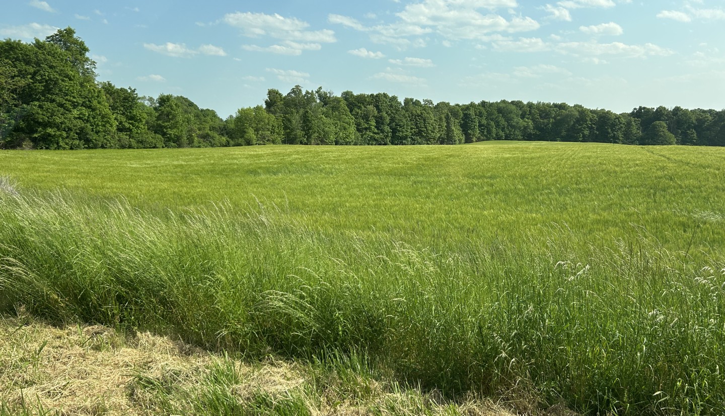 A field bordered by trees.