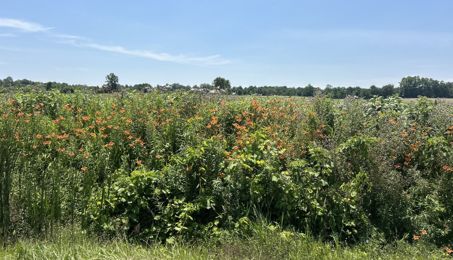 A farm field bordered with wildflowers.