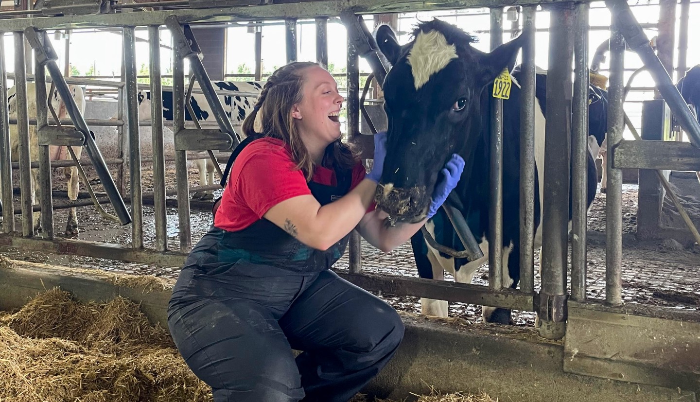 a woman laughs as she pets a cow in a barn