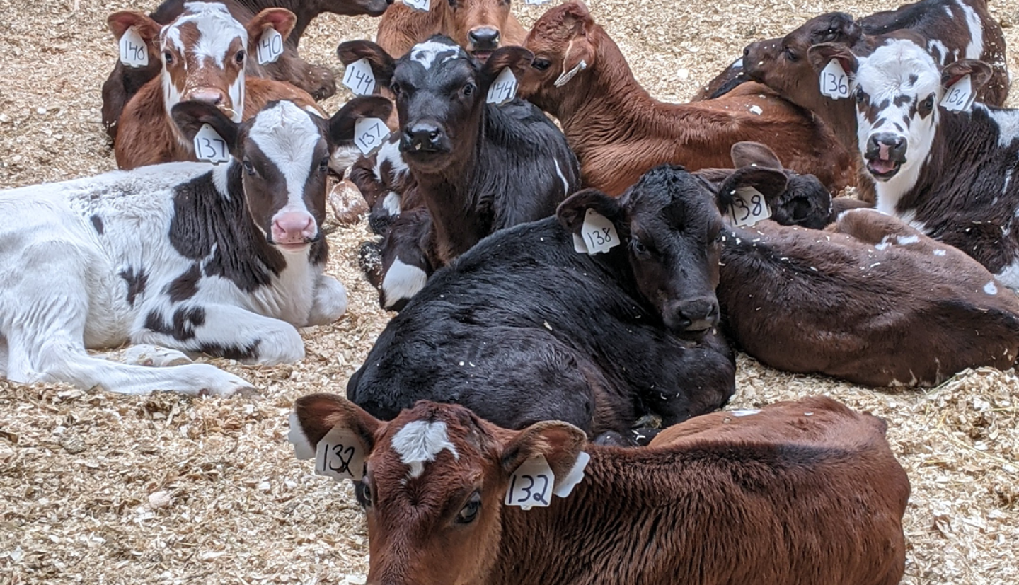 A group of about 11 cows of several colors lying on wood chip bedding, several are staring at the camera