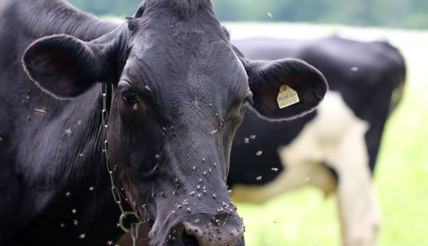 A black cow faces the camera with only its head in view, its face covered in flies with several more flying around nearby.