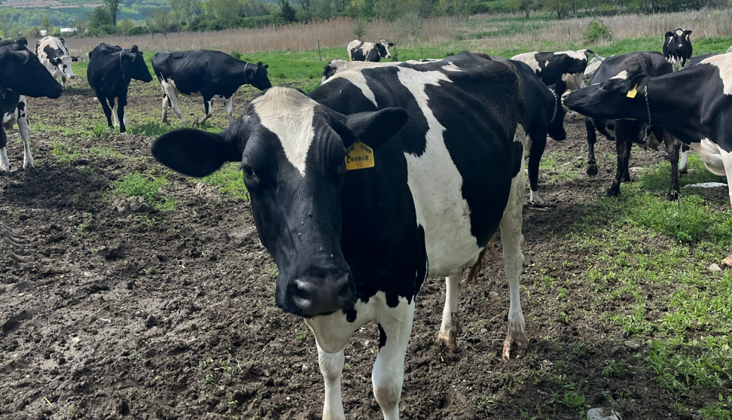 A black and white Jersey cow standing in a muddy pasture stares at the camera while several others mill around in the background.